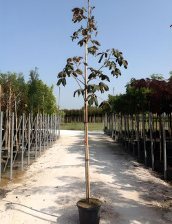 AESCULUS hippocastanum En pot de 30-35 litres tige hauteur du tronc 190-210 cm circonférence du tronc 10-12 cm