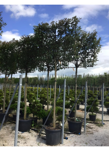 LIGUSTRUM japonicum En pot forme rideau sur tige hauteur du tronc 190-210 cm