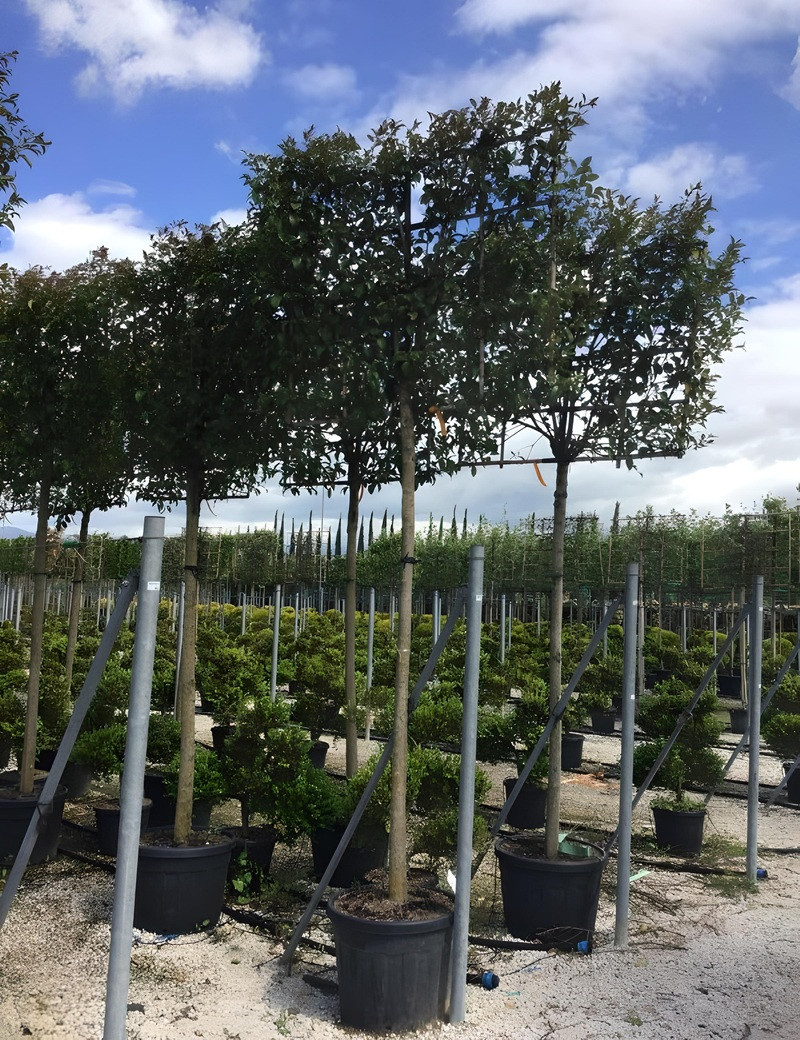 LIGUSTRUM japonicum En pot forme rideau sur tige hauteur du tronc 190-210 cm LIGUSTRUM japonicum En pot forme rideau sur tige hauteur du tronc 190-210 cm