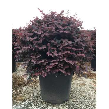LOROPETALUM chinense BLACK PEARL En pot forme boule
