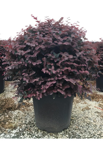 LOROPETALUM chinense BLACK PEARL En pot forme boule