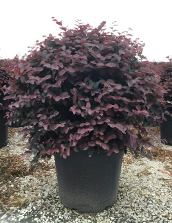 LOROPETALUM chinense BLACK PEARL En pot forme boule