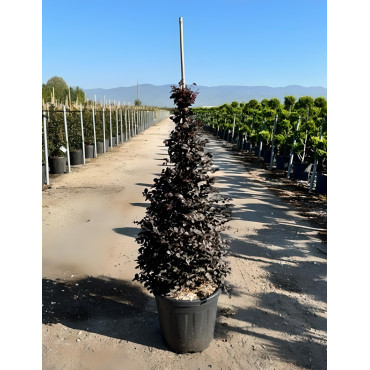 LOROPETALUM chinense BLACK PEARL En pot forme conique