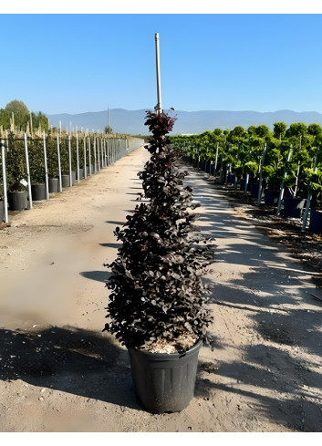 LOROPETALUM chinense BLACK PEARL En pot forme conique
