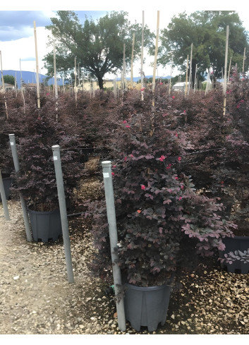 LOROPETALUM chinense BLACK PEARL En pot forme conique