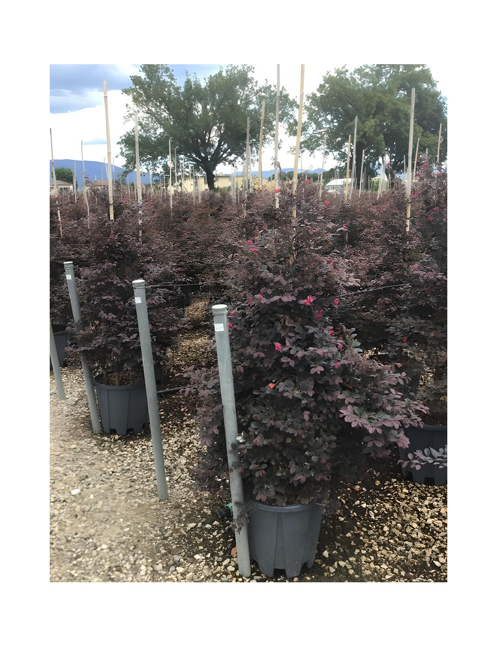 LOROPETALUM chinense BLACK PEARL En pot forme conique