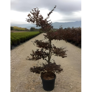 LOROPETALUM chinense BLACK PEARL En pot forme bonsaï