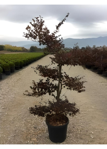 LOROPETALUM chinense BLACK PEARL En pot forme bonsaï