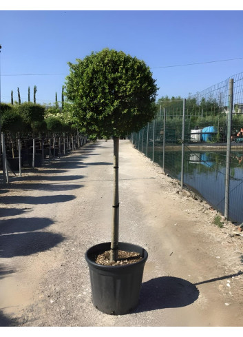 ILEX crenata En pot forme tige hauteur du tronc 090-110 cm
