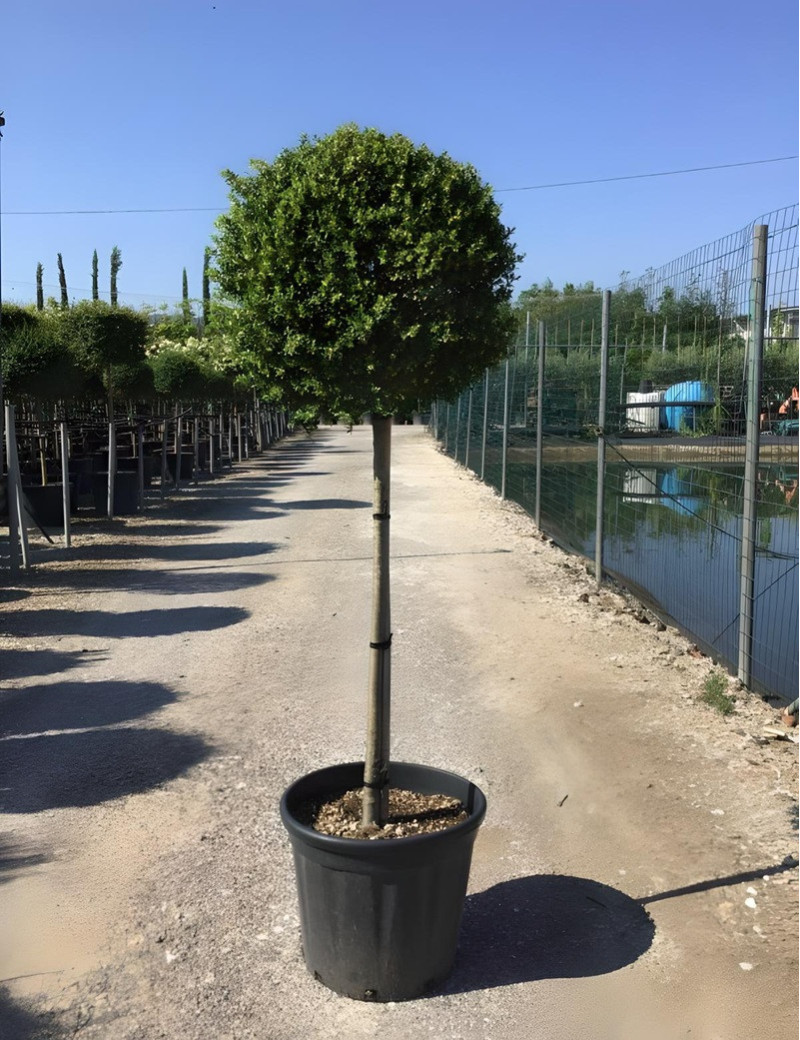 ILEX crenata En pot forme tige hauteur du tronc 090-110 cm ILEX crenata En pot forme tige hauteur du tronc 090-110 cm