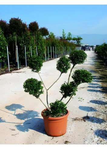 ILEX crenata KINME En pot forme pompons