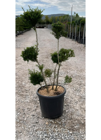 ILEX crenata KINME En pot forme pompons