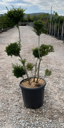 ILEX crenata KINME En pot forme pompons
