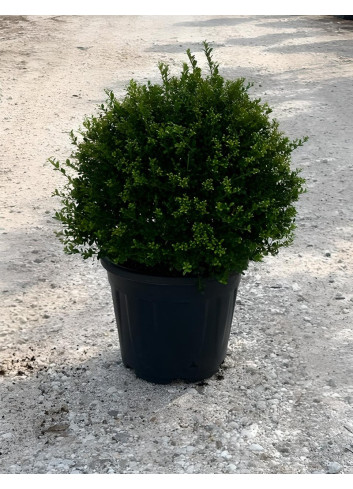 ILEX crenata KINME En pot forme boule