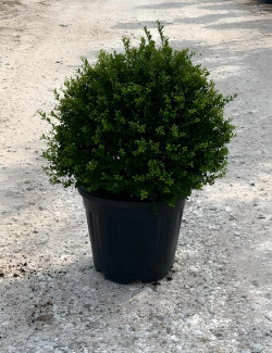 ILEX crenata KINME En pot forme boule