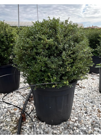 ILEX crenata KINME En pot forme boule