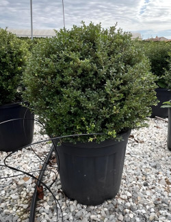 ILEX crenata KINME En pot forme boule