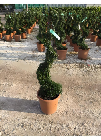 ILEX crenata KINME En pot forme spirale