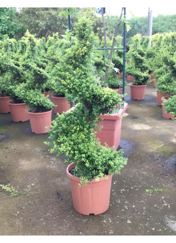 ILEX crenata KINME En pot forme spirale