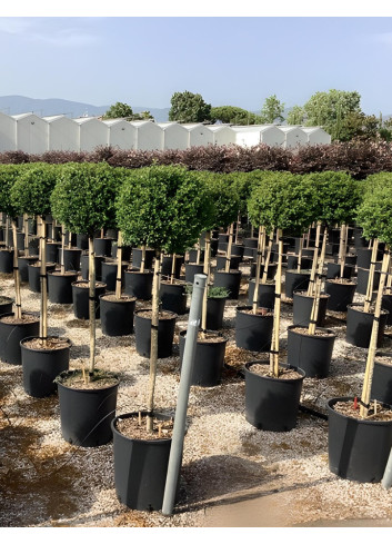 ILEX crenata KINME En pot de 15-20 litres tige hauteur du tronc 090-110 cm