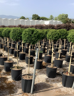 ILEX crenata KINME En pot de 15-20 litres tige hauteur du tronc 090-110 cm