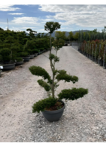 ILEX crenata KINME En pot forme bonsaï