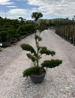 ILEX crenata KINME En pot forme bonsaï