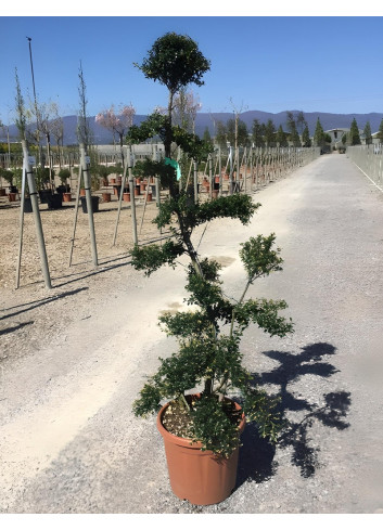 ILEX crenata KINME En pot forme bonsaï