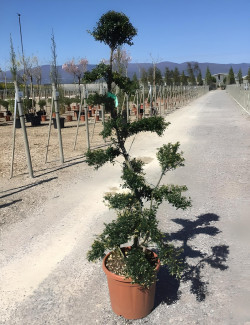 ILEX crenata KINME En pot forme bonsaï