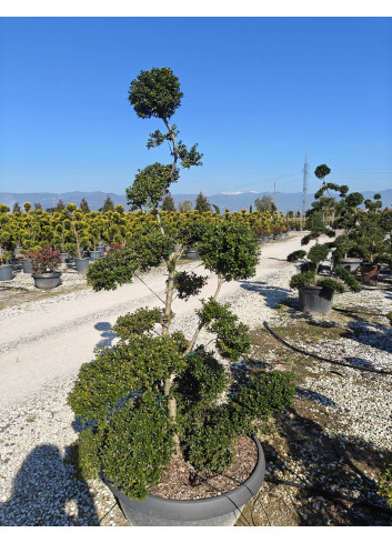 ILEX crenata KINME En pot forme bonsaï