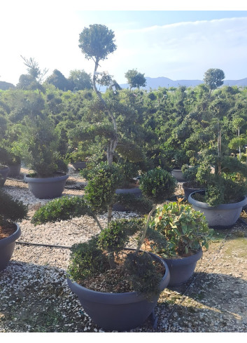 ILEX crenata KINME En pot forme bonsaï