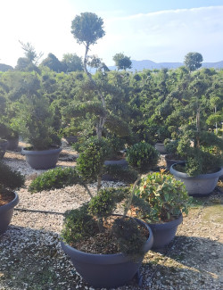 ILEX crenata KINME En pot forme bonsaï