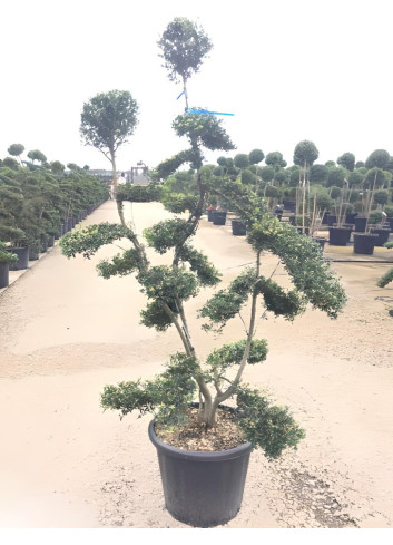 ILEX crenata KINME En pot forme bonsaï