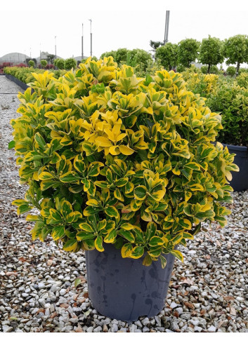EUONYMUS japonicus AUREOMARGINATUS En pot forme boule