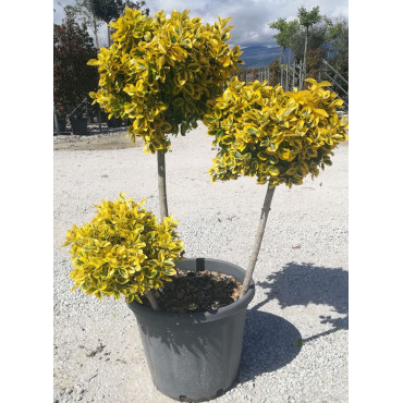 EUONYMUS japonicus AUREOMARGINATUS En pot forme pompons