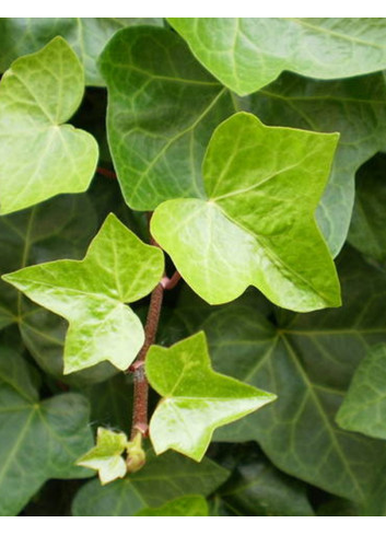 HEDERA helix
