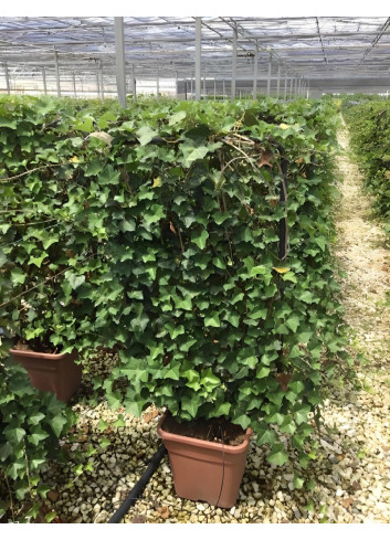 HEDERA helix En pot forme espalier