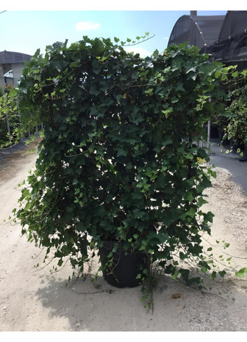 HEDERA helix En pot forme espalier