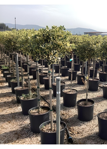 ILEX aquifolium ARGENTEA MARGINATA En pot forme tige hauteur du tronc 090-110 cm
