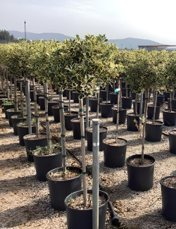 ILEX aquifolium ARGENTEA MARGINATA En pot forme tige hauteur du tronc 090-110 cm