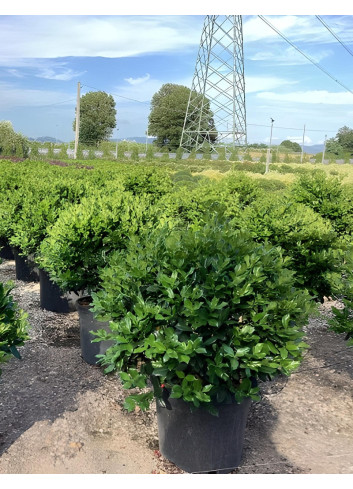 ILEX NELLIE R. STEVENS En pot forme boule