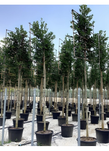 ILEX NELLIE R. STEVENS En pot forme rideau sur tige hauteur du tronc 190-210 cm