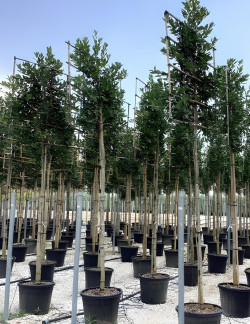 ILEX NELLIE R. STEVENS En pot forme rideau sur tige hauteur du tronc 190-210 cm