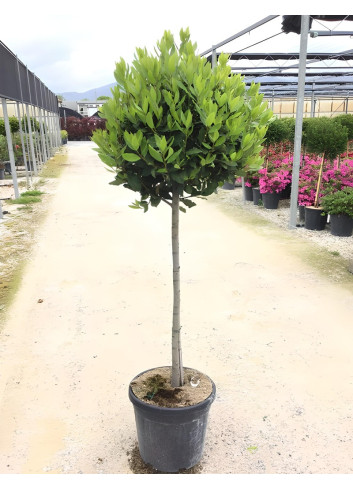 LAURUS NOBILIS En pot forme tige hauteur du tronc 090-110 cm