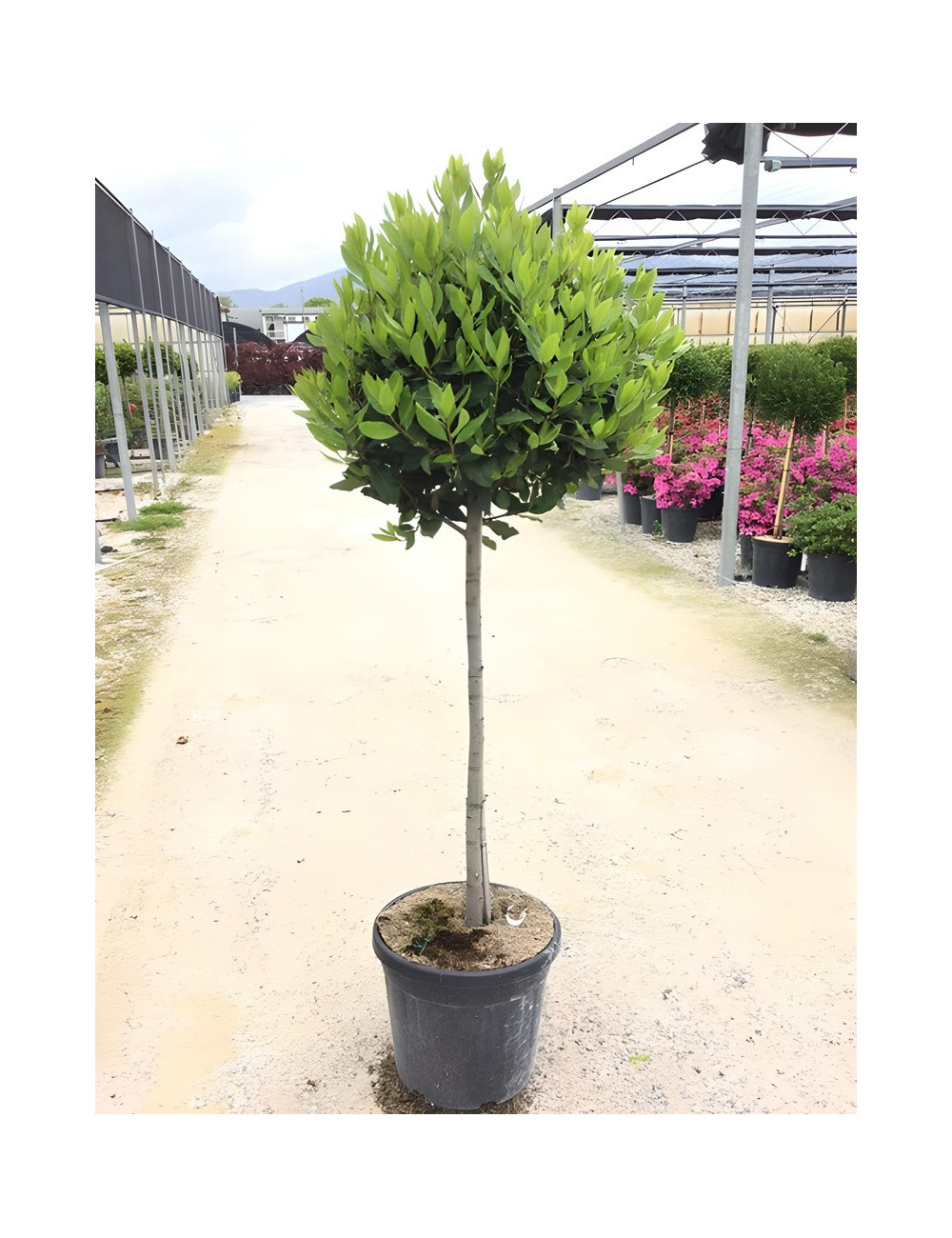 LAURUS NOBILIS En pot forme tige hauteur du tronc 090-110 cm
