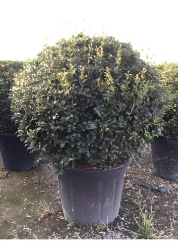 OSMANTHUS heterophyllus En pot forme boule