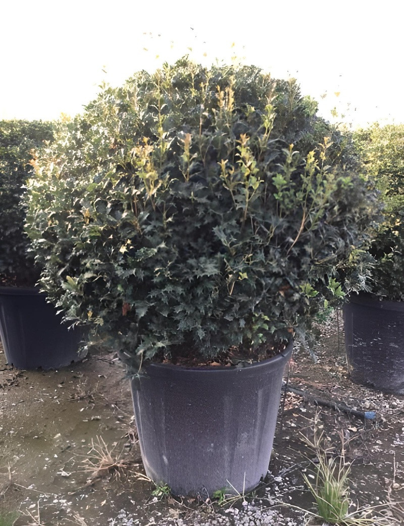 OSMANTHUS heterophyllus En pot forme boule OSMANTHUS heterophyllus En pot forme boule
