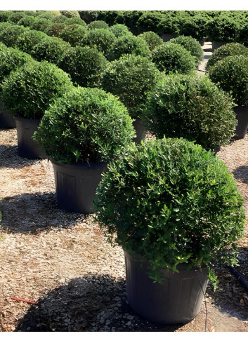 PHILLYREA angustifolia En pot forme boule