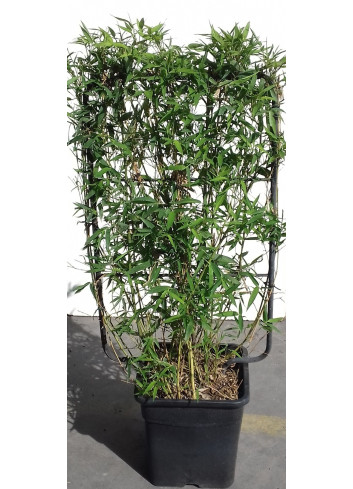 PHYLLOSTACHYS En pot forme espalier hauteur