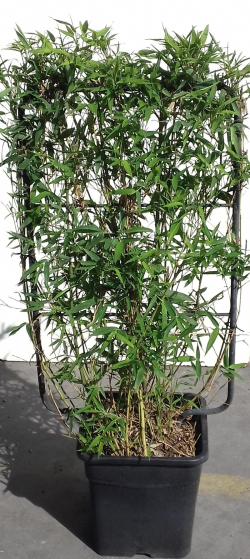 PHYLLOSTACHYS En pot forme espalier hauteur